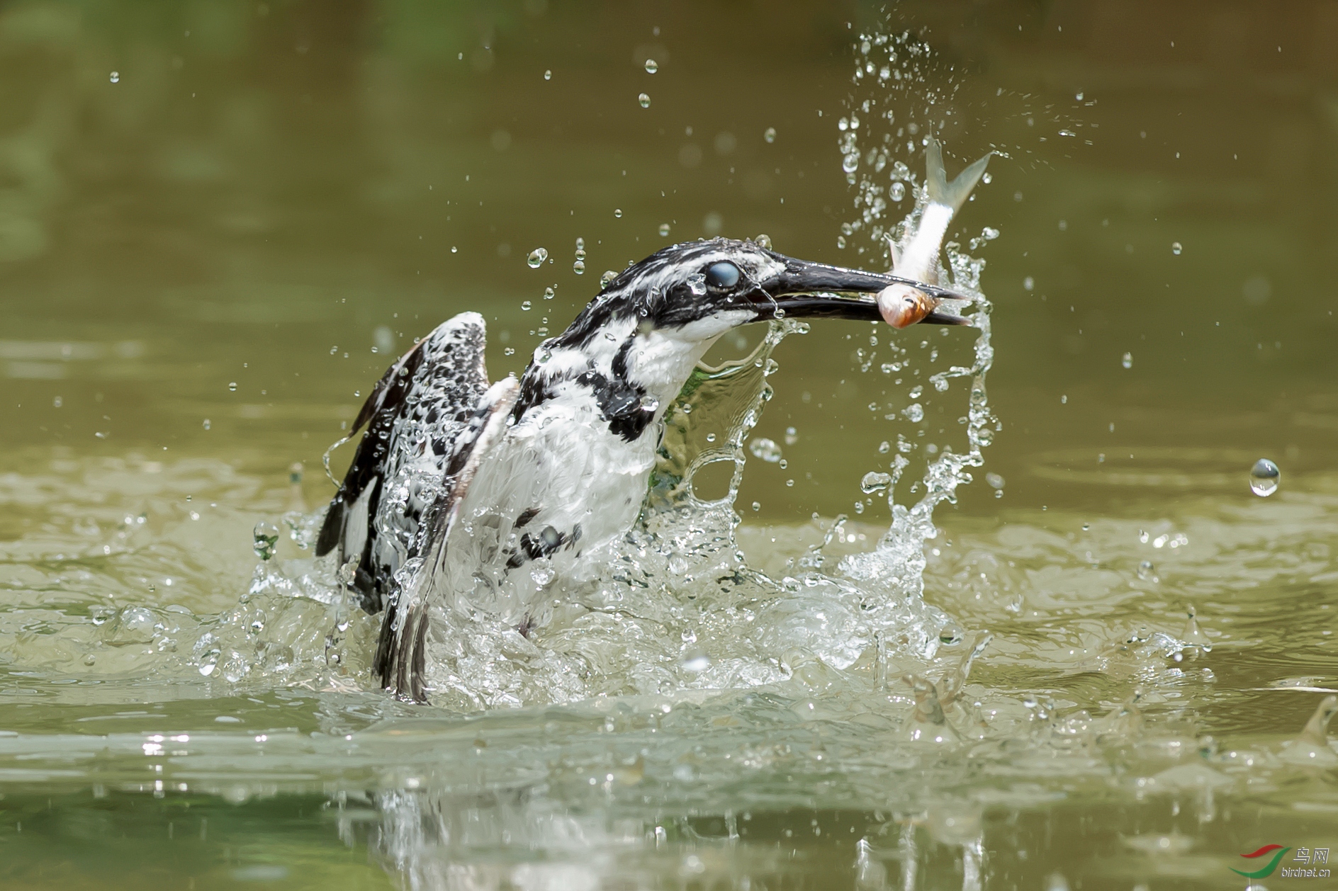 DSC_1913-1.jpg