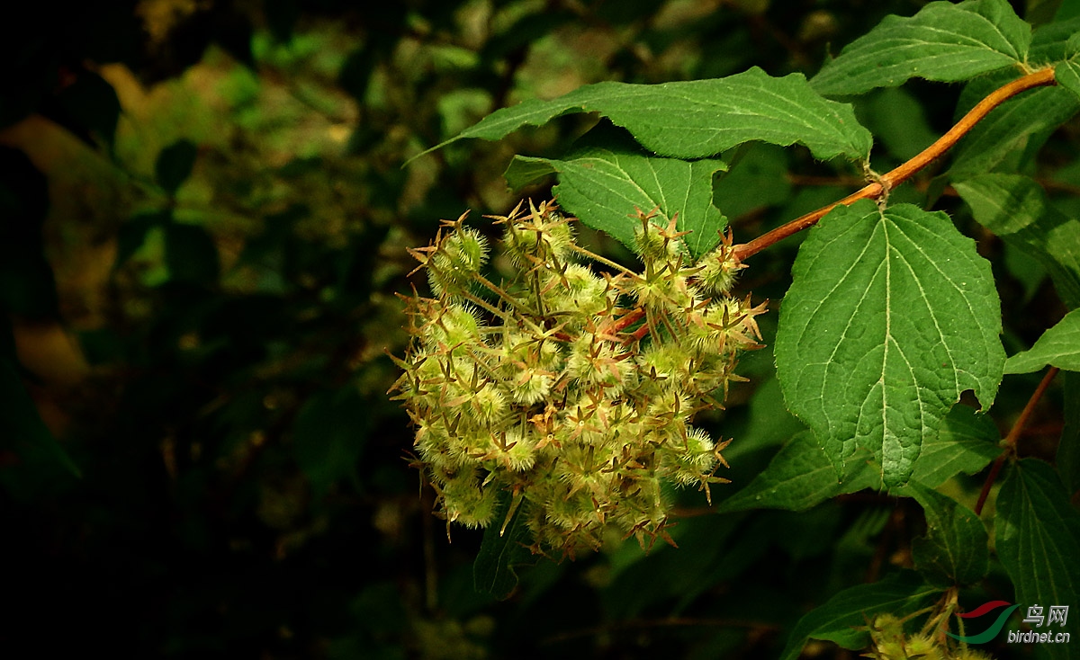 P5193231.jpg