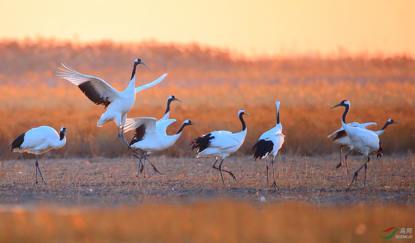 《八鹤嬉戏图》