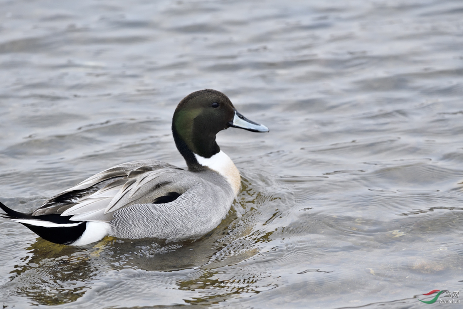 _DSC4107_00001-p-2.jpg
