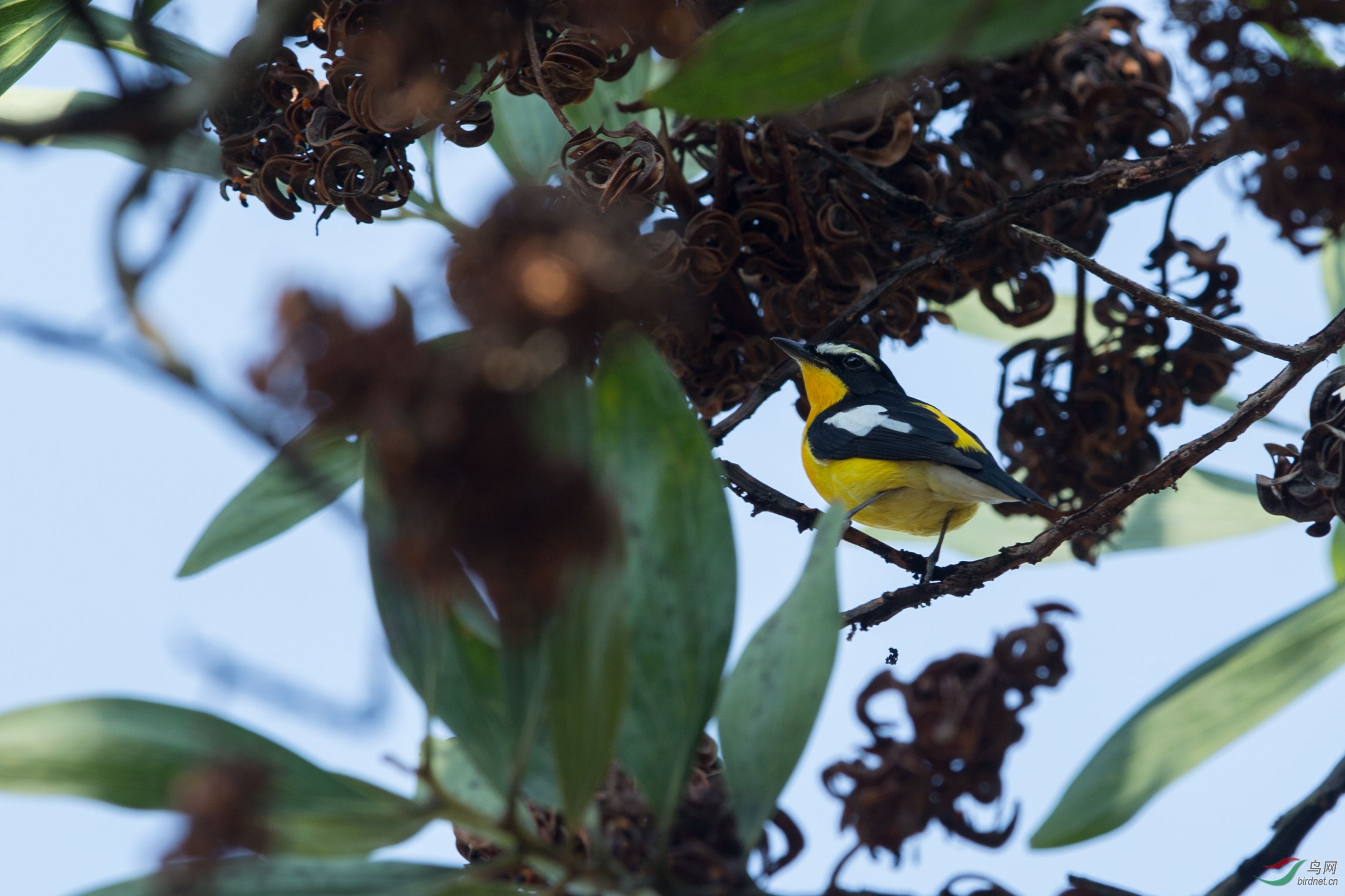 鐧界湁濮篃 (2).jpg