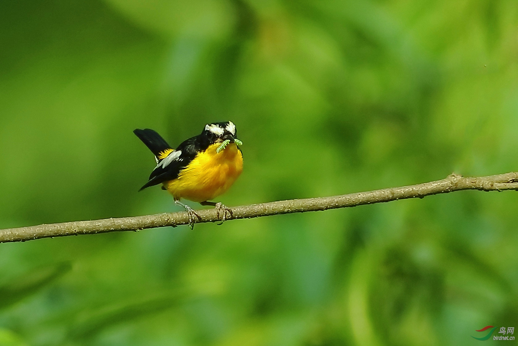 鐧界湁濮篃 (5).jpg