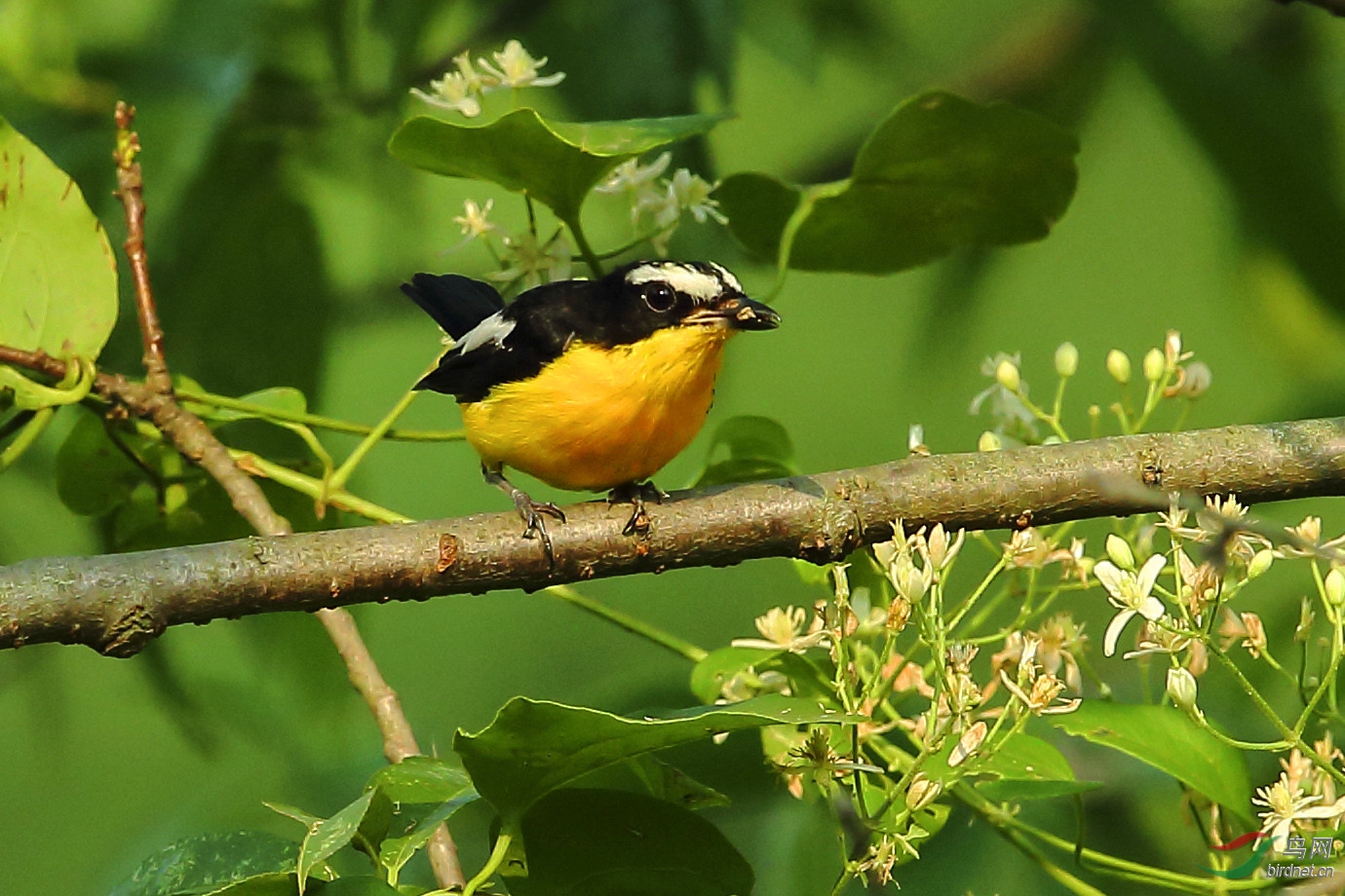 鐧界湁濮篃 (4).jpg