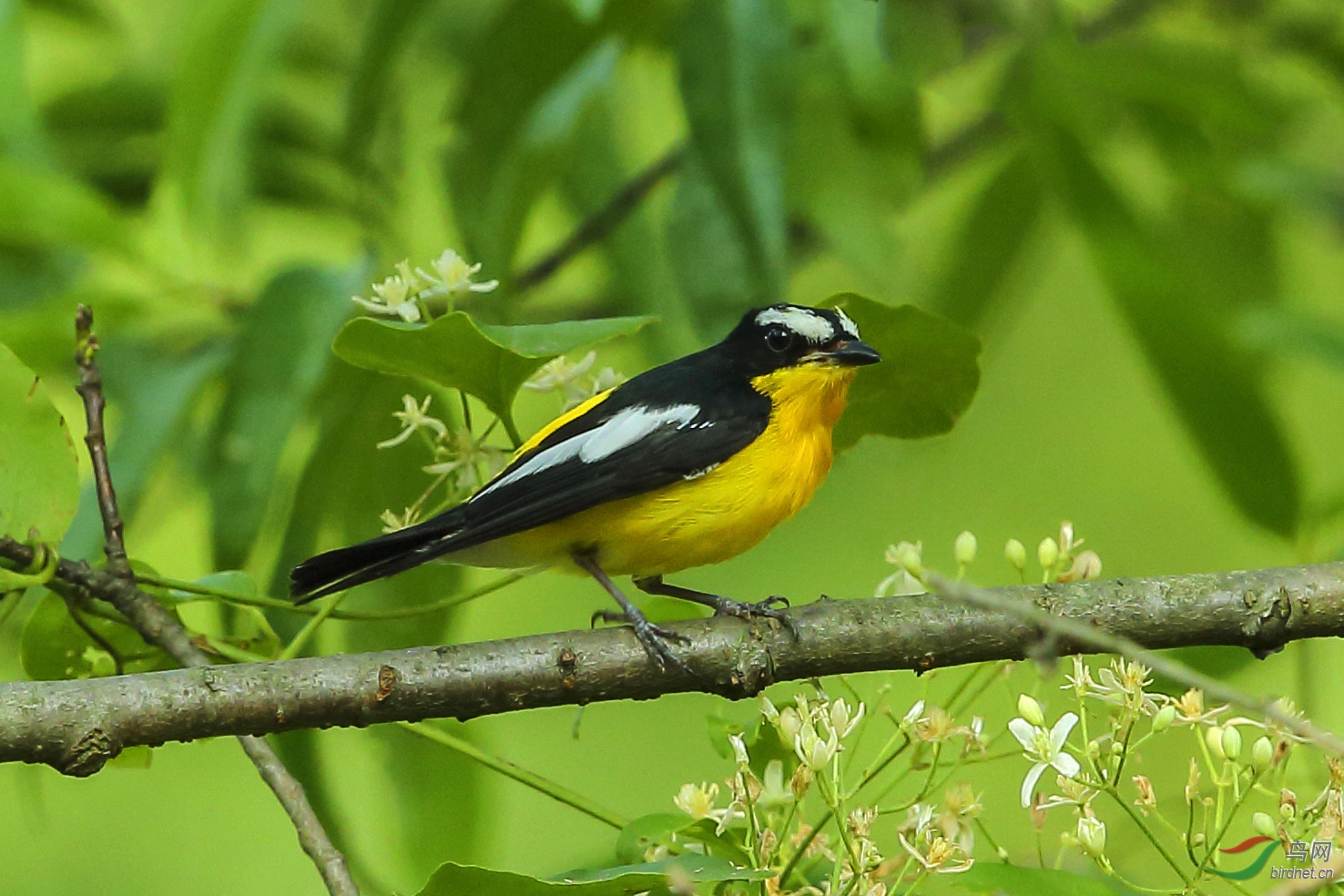 鐧界湁濮篃 (7).jpg