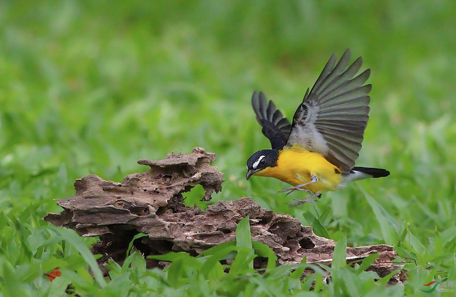鐧界湁濮篃 (9).jpg
