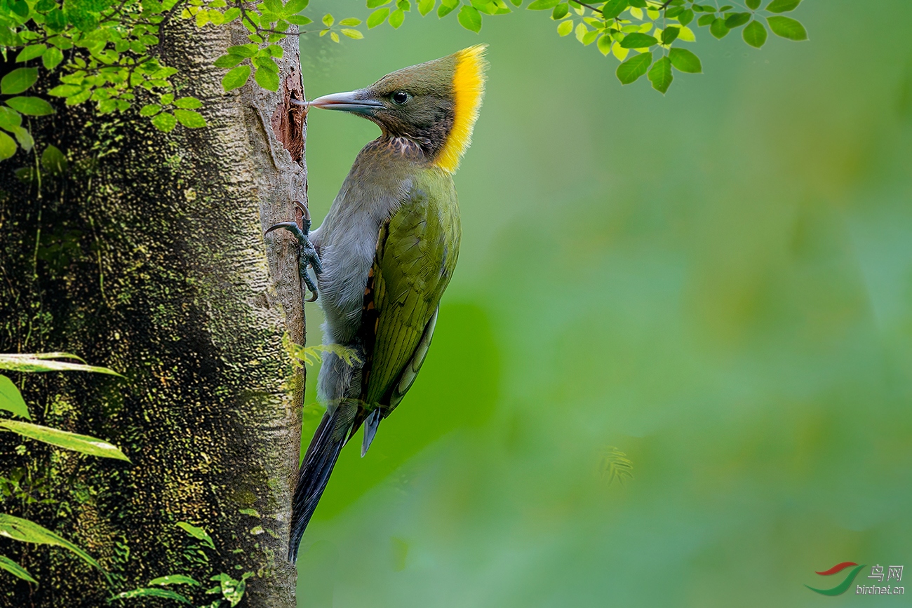 黄冠啄木鸟