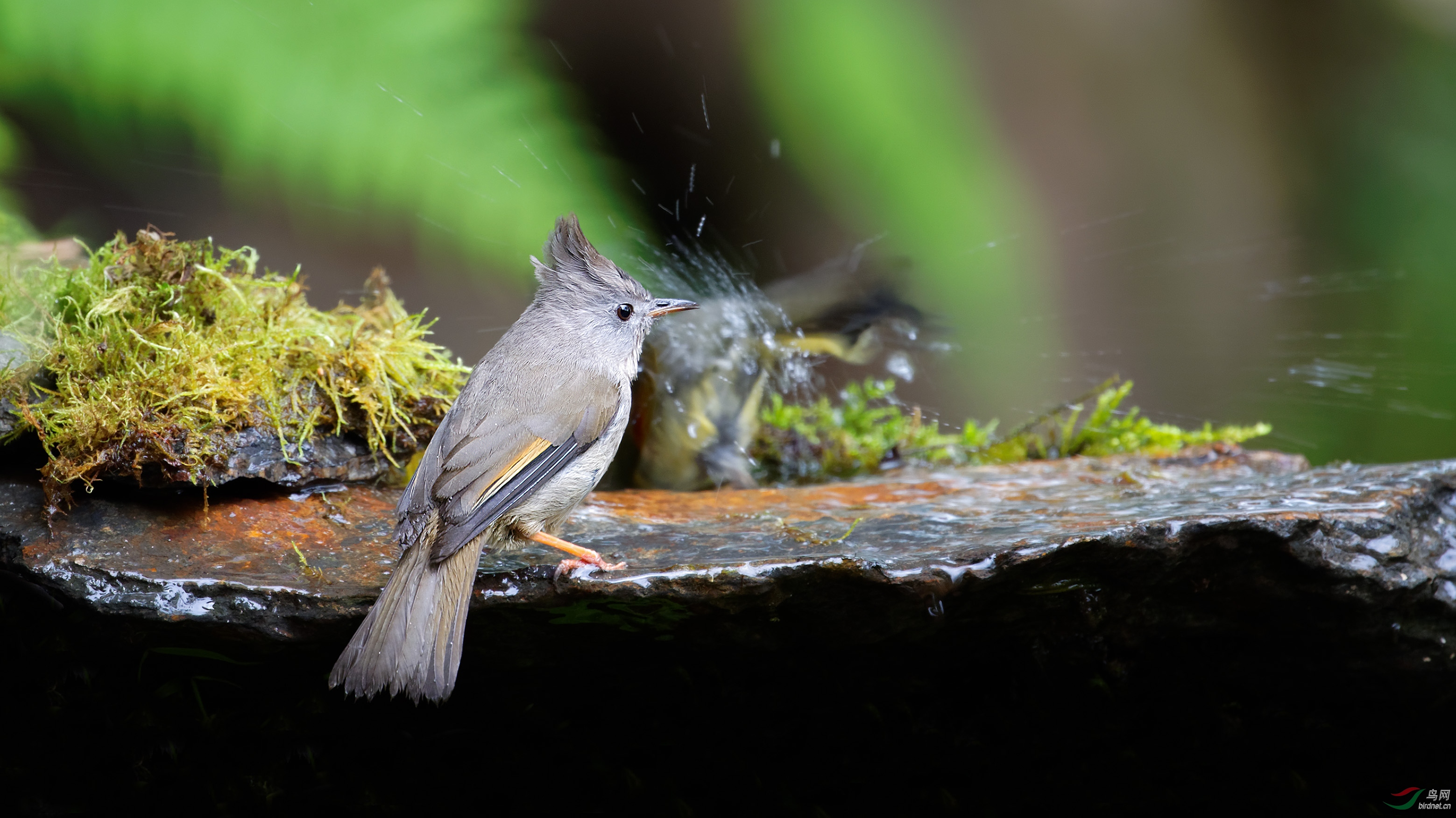 罕见的纹喉凤鹛
