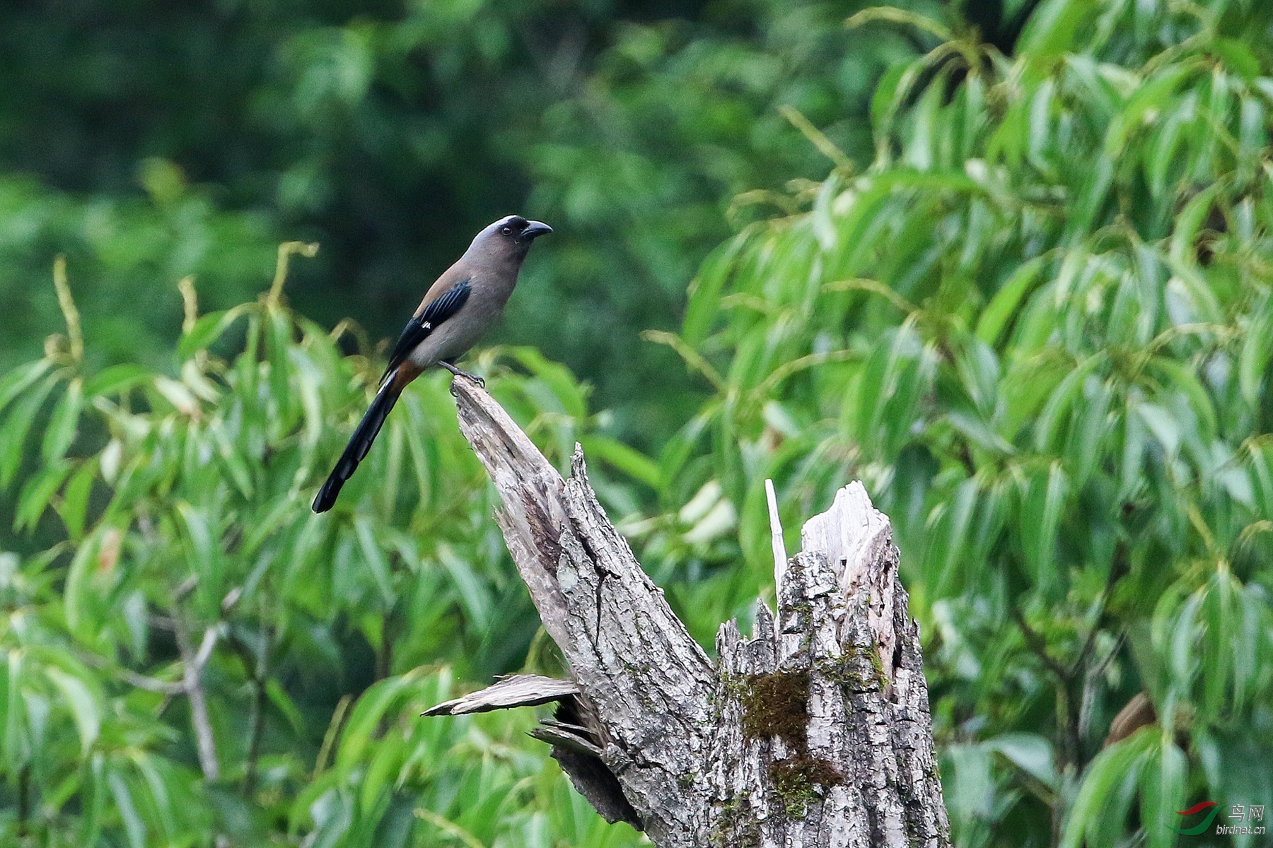 野拍:灰树鹊