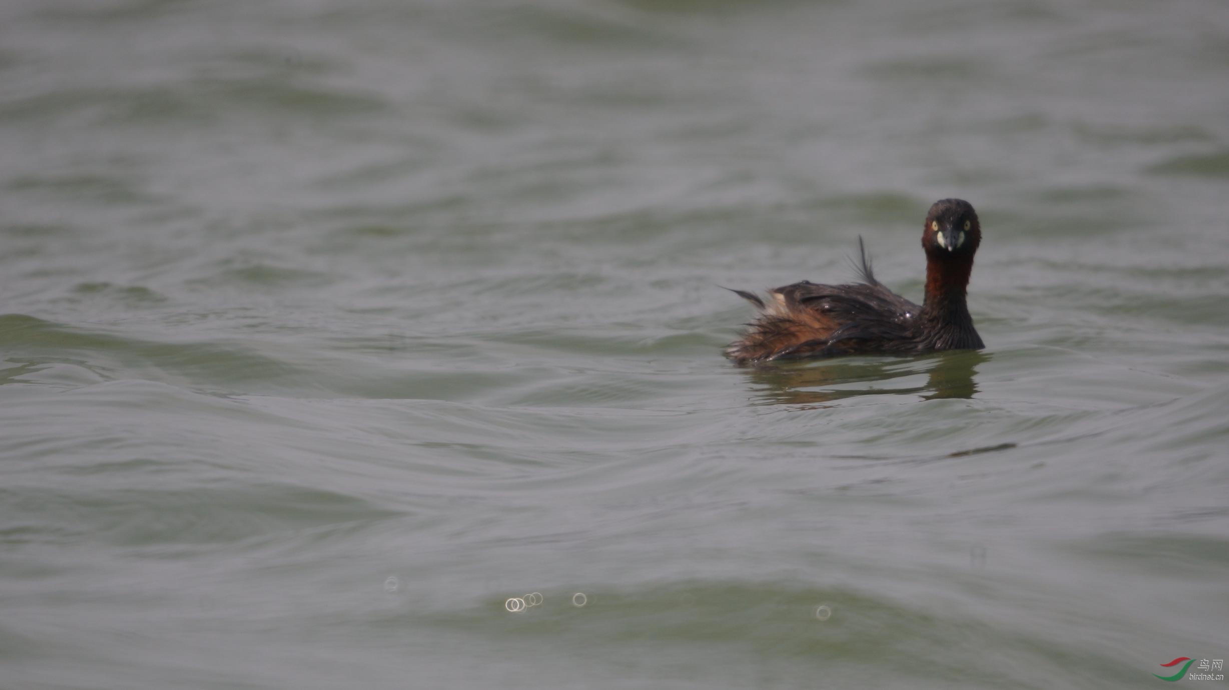 �����ȦȦ���ʹ�