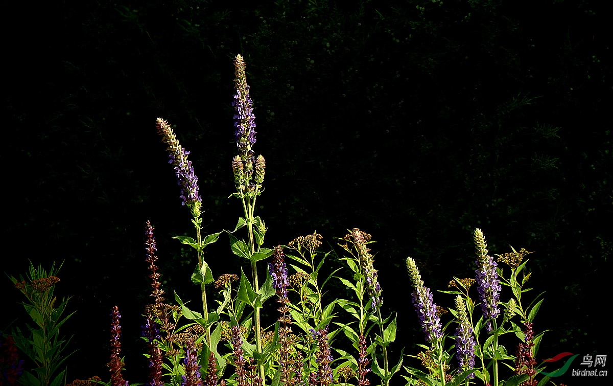 P5193175.jpg
