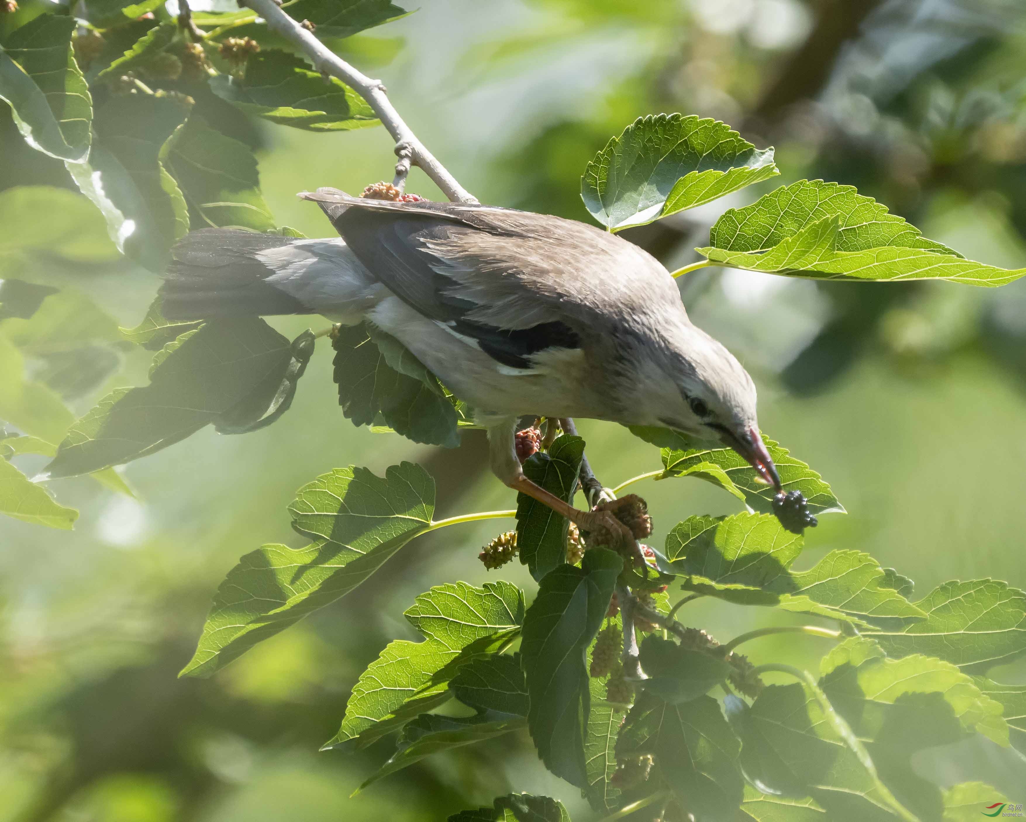 北京市北土城公园所拍,请指教鸟名,谢谢!