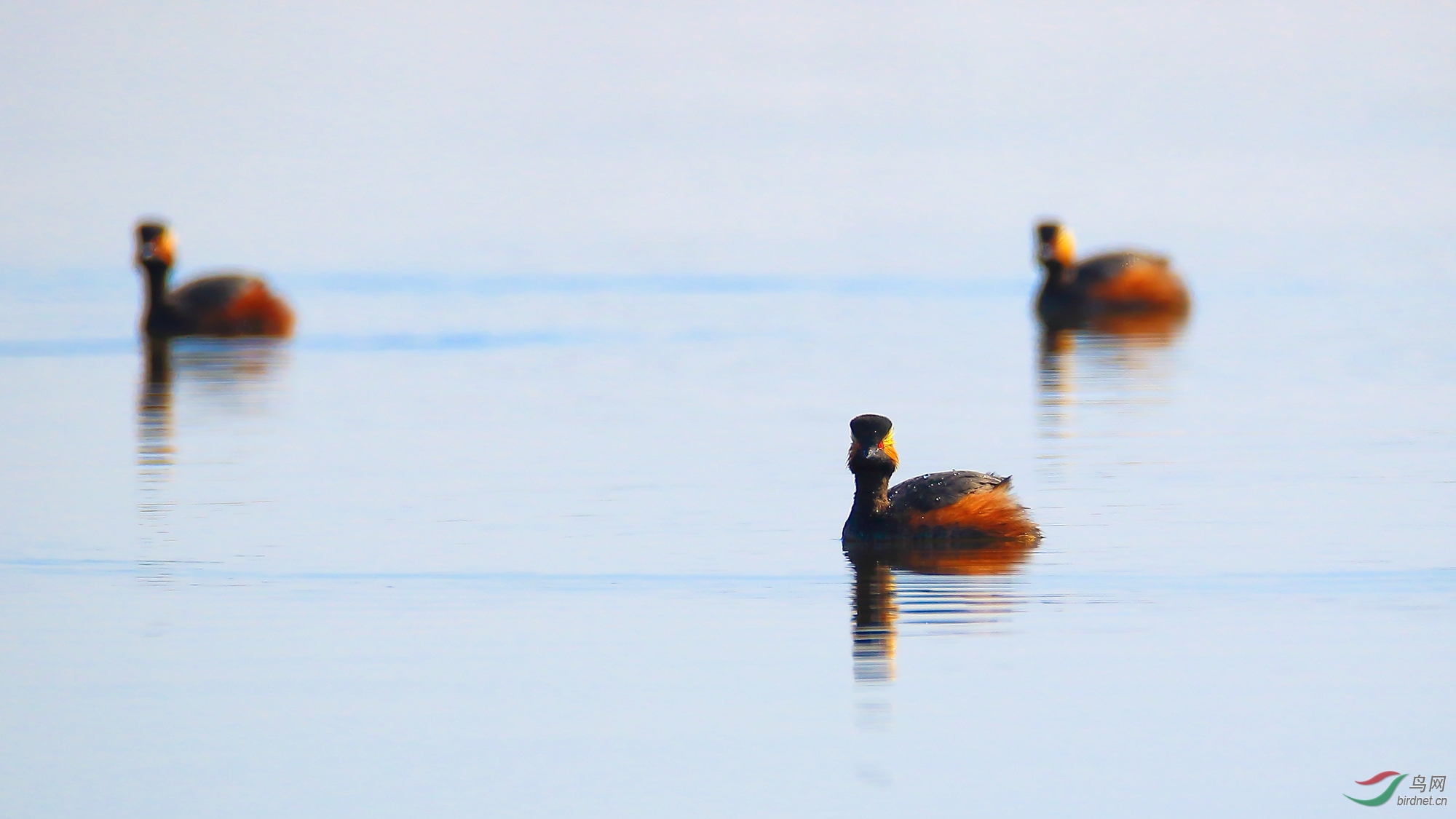 �ھ�����