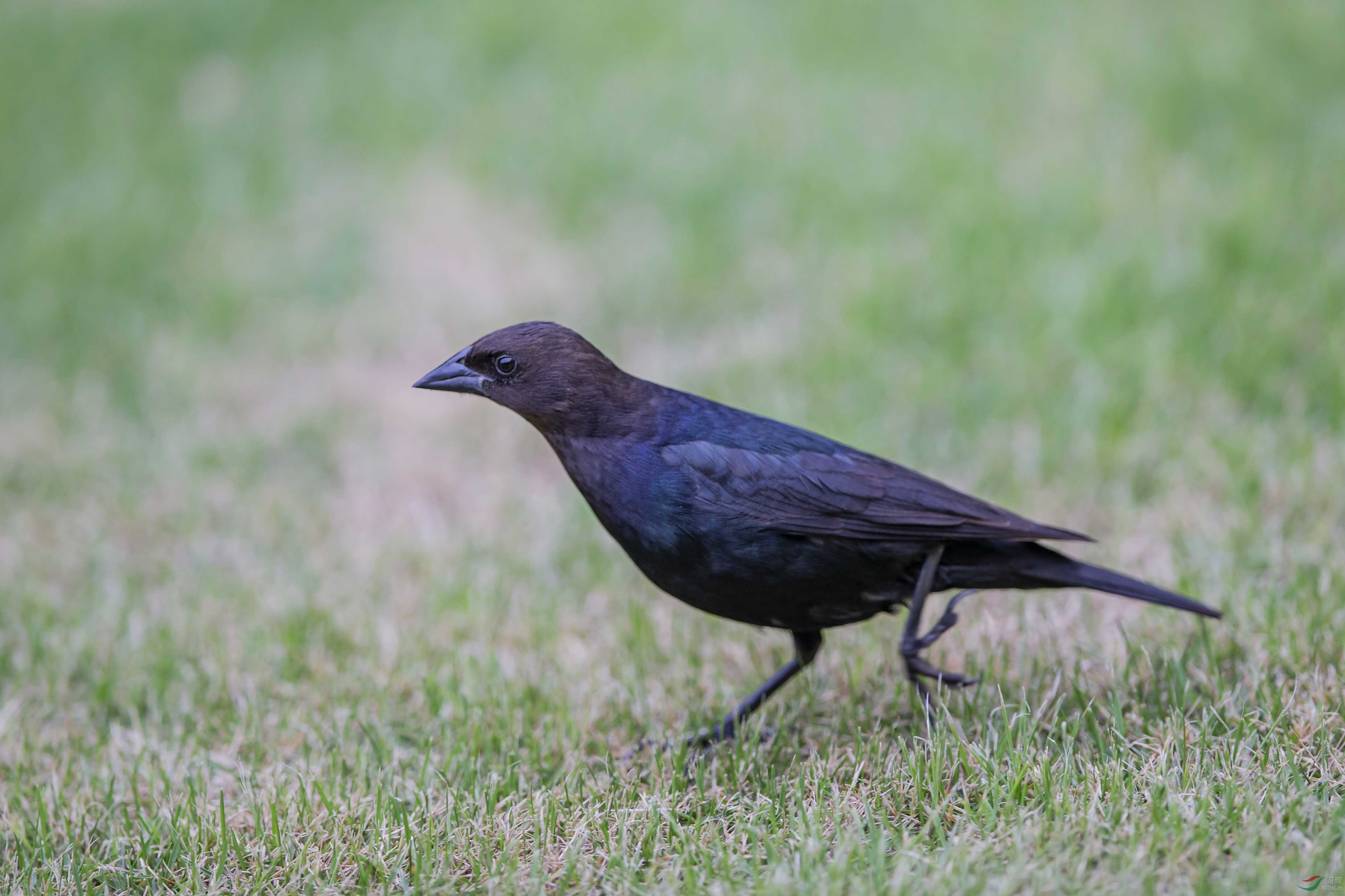 褐头牛鹂这种生活在北美的鸟类可能是在国内首次被发现和拍摄记录