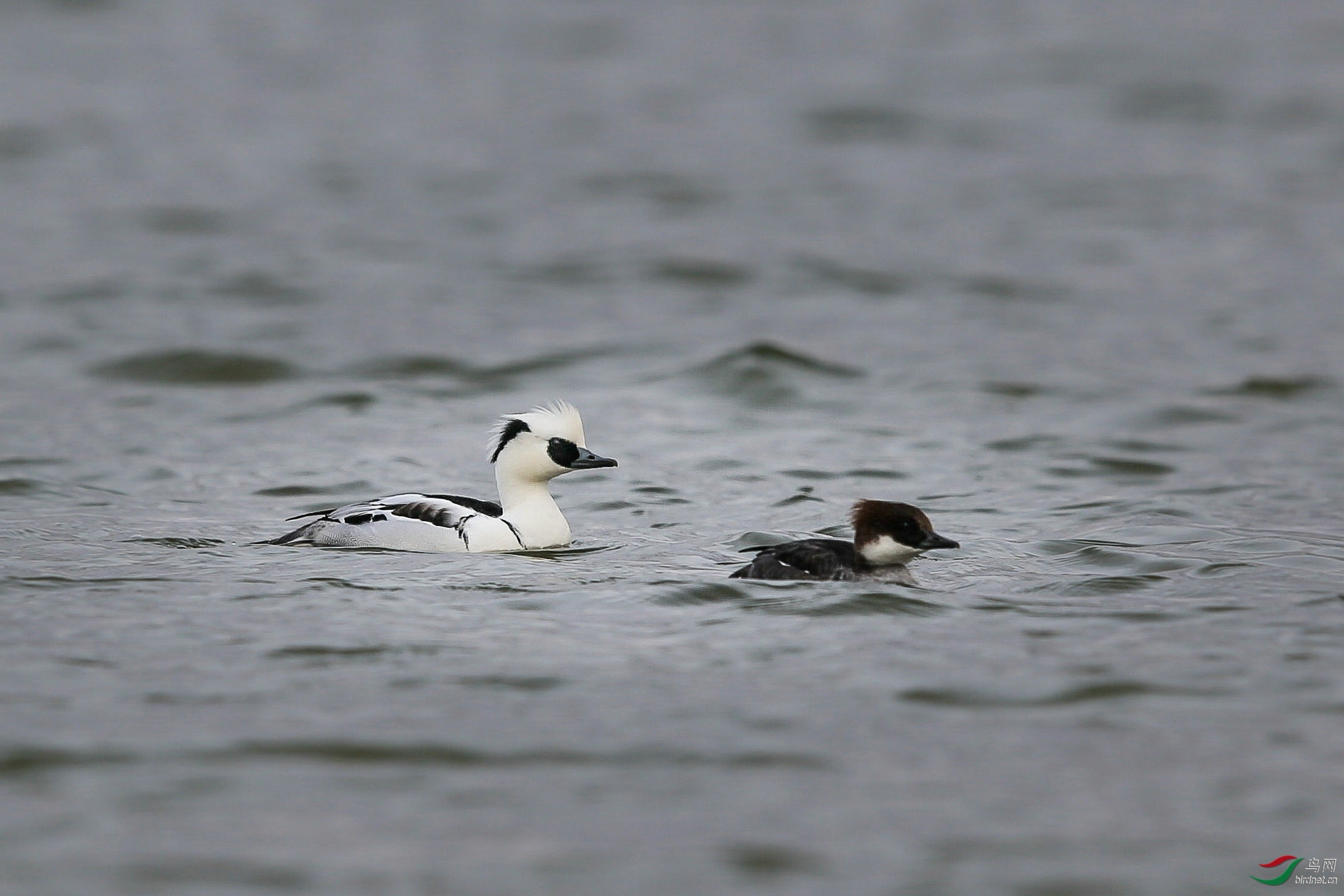 �����Σ��Ļ��� ��ʦ����.jpg