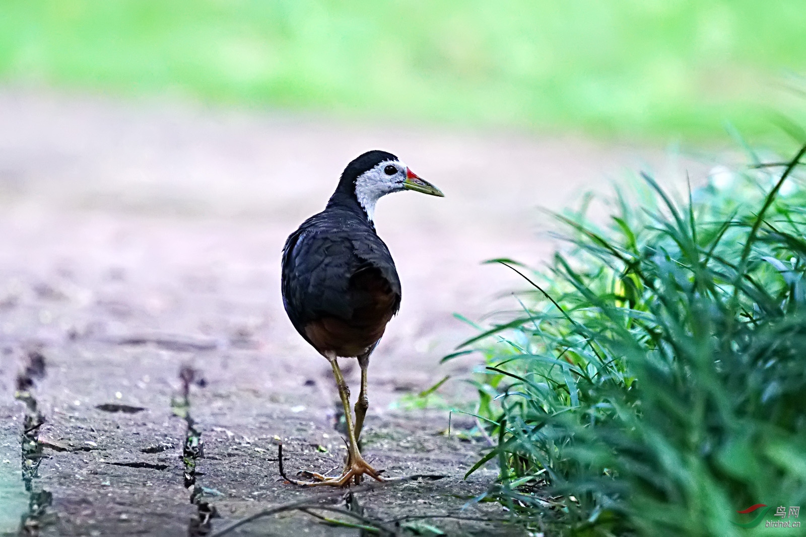 白胸苦惡鳥