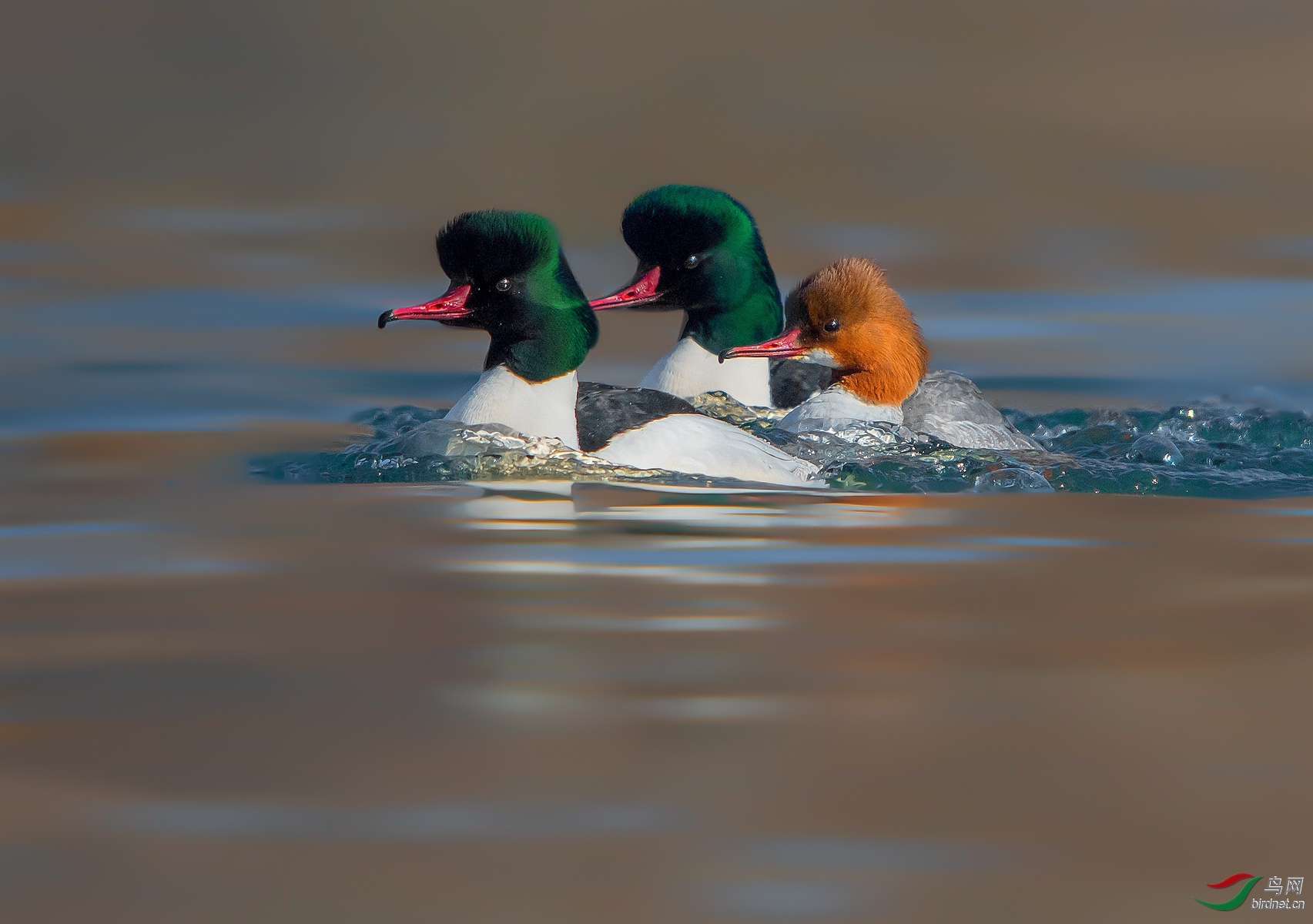 ��ͷ����·  ��ʦ�����ڼ���ʡ�ӱ߳����������� .jpg