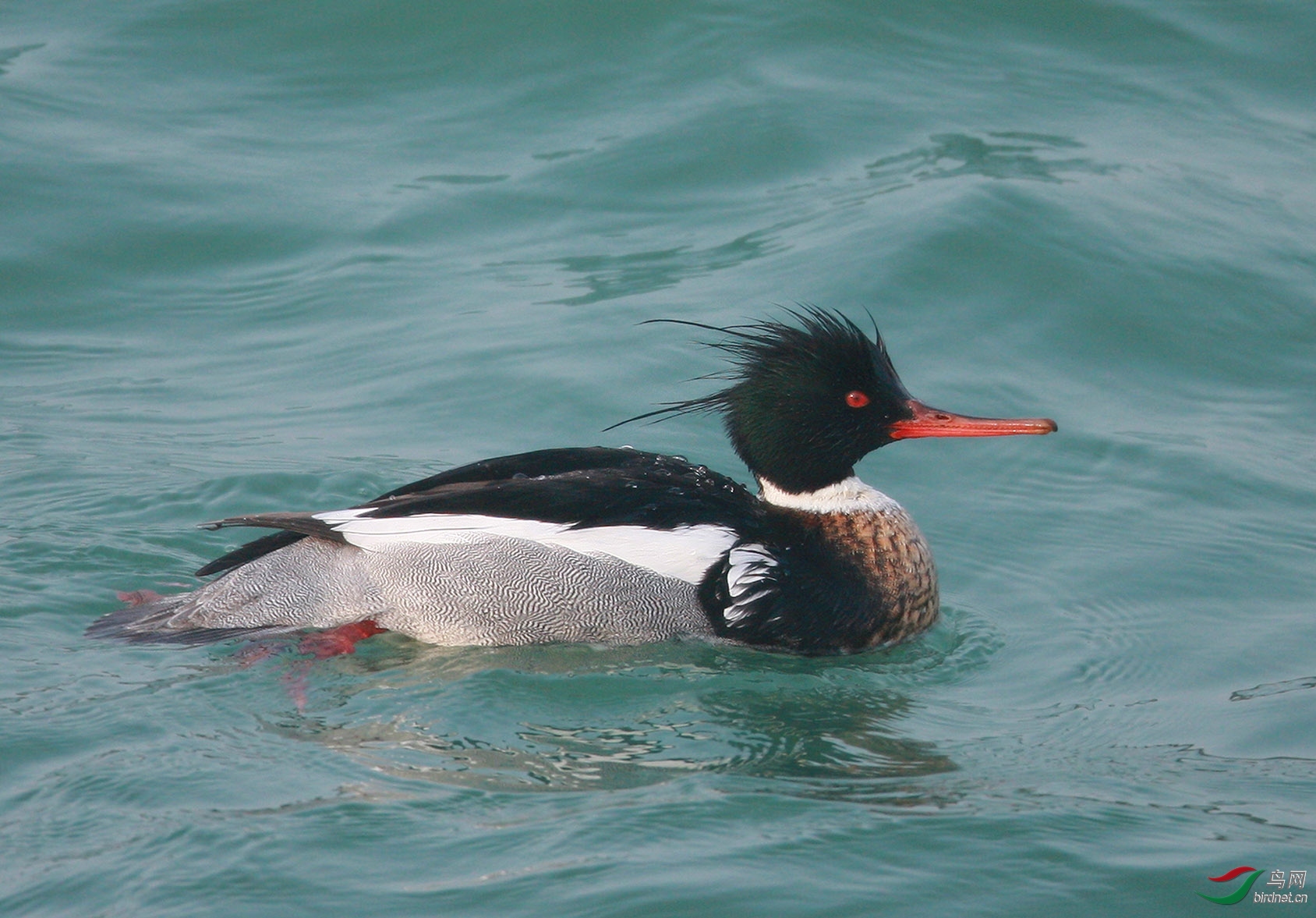 ���Σ��Ŀ� ��ʦ����.jpg