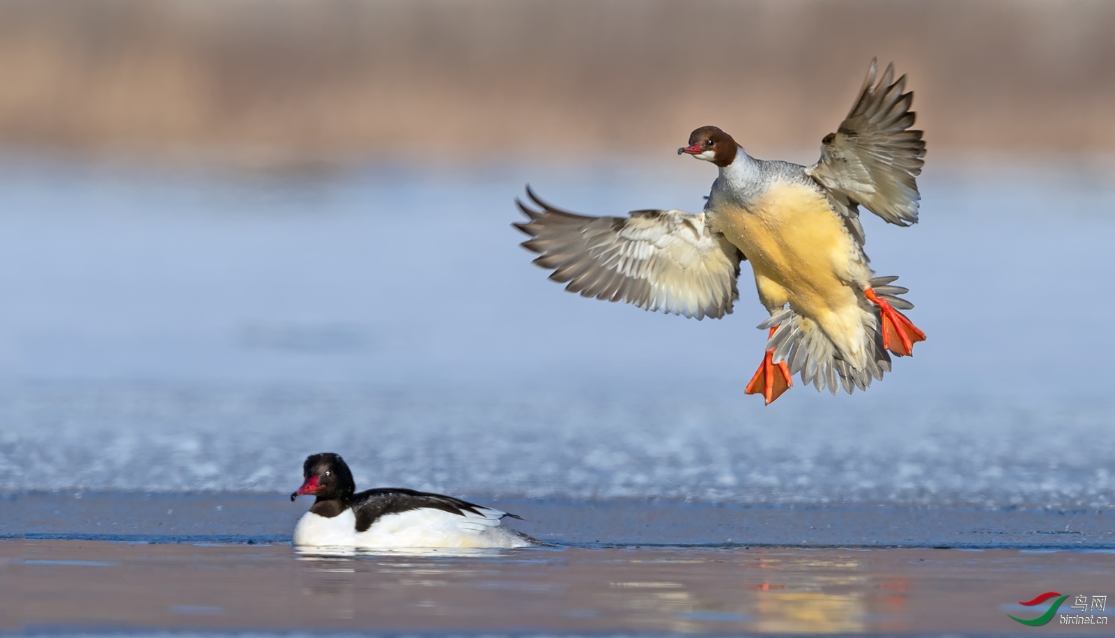 �ƽ��䣨��ɫ����  ��ʦ����������ʡ��Ϫ�У�ͼ��.jpg