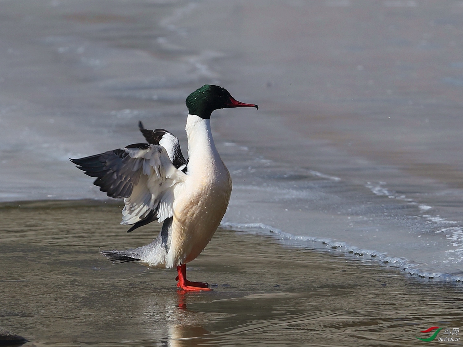 ����ᣨ��������  ��ʦ����.jpg