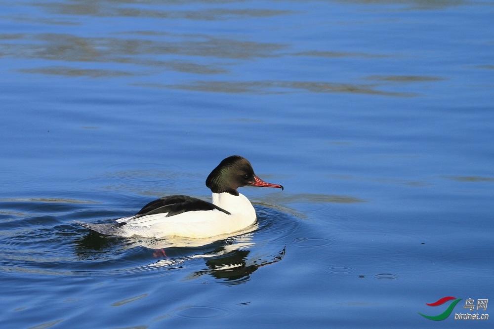 ���Σ�zgx ��ʦ�����ڱ�������������.jpg