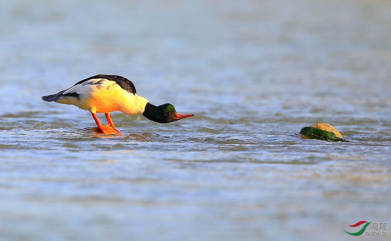 ��վ��0�������0  ��ʦ�������Ĵ�ʡ�����У�.jpg