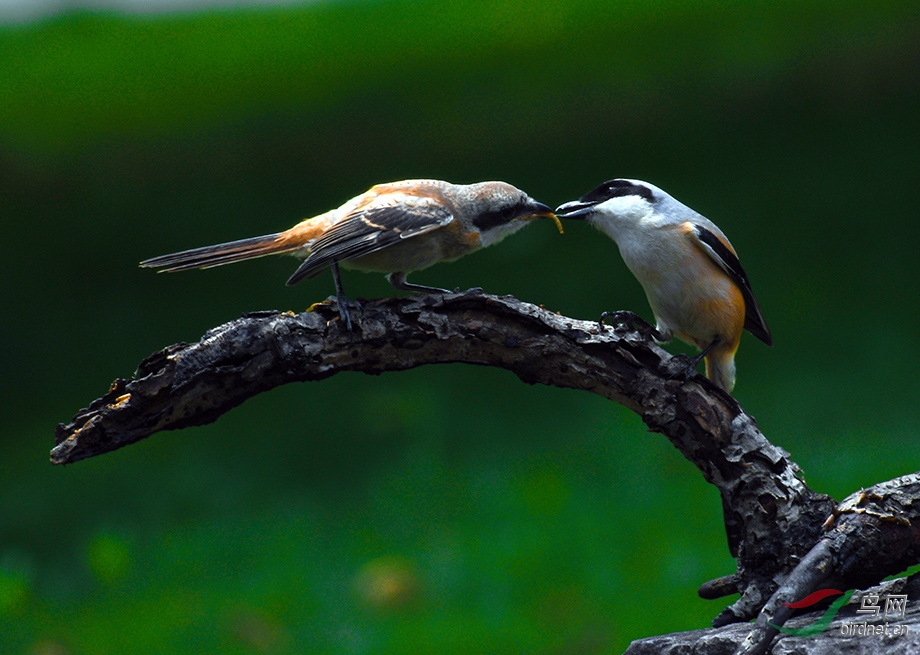 DSC_7963.jpg