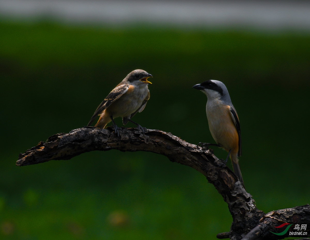 DSC_8008.jpg
