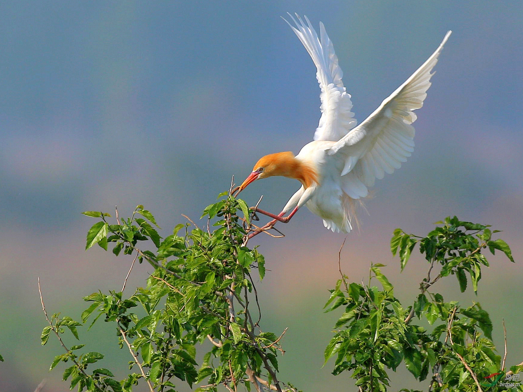 不达目的不罢休