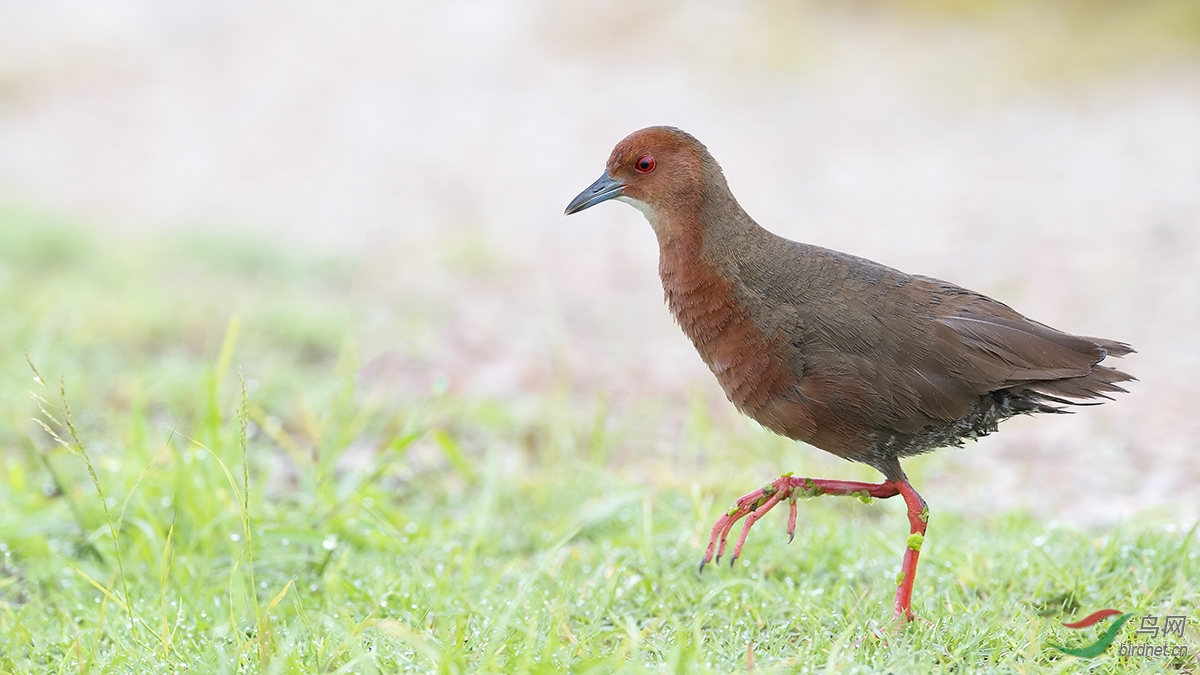 ��ͥ����