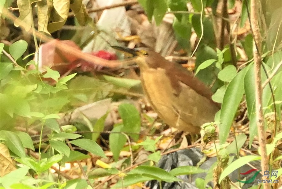 έ�[-֣������P1990082.jpg