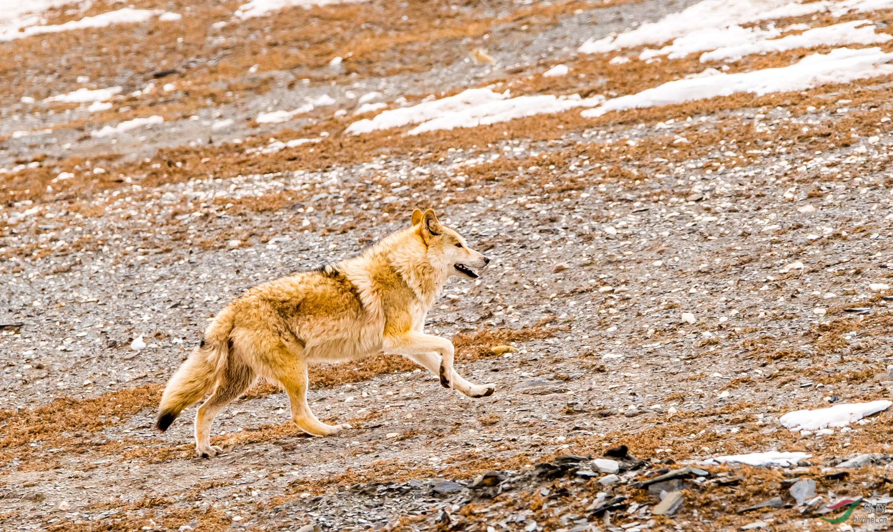 高原狼祝贺老师佳作荣获首页精华