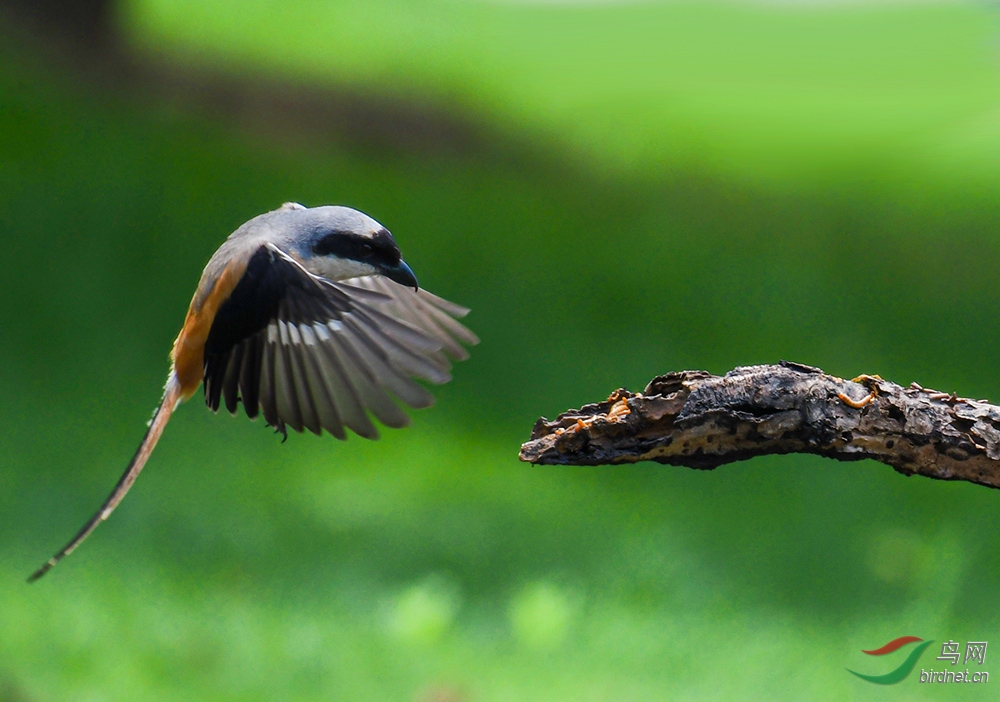 伯勞鳥