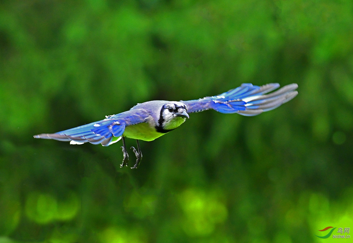 林中蓝精灵冠蓝鸦