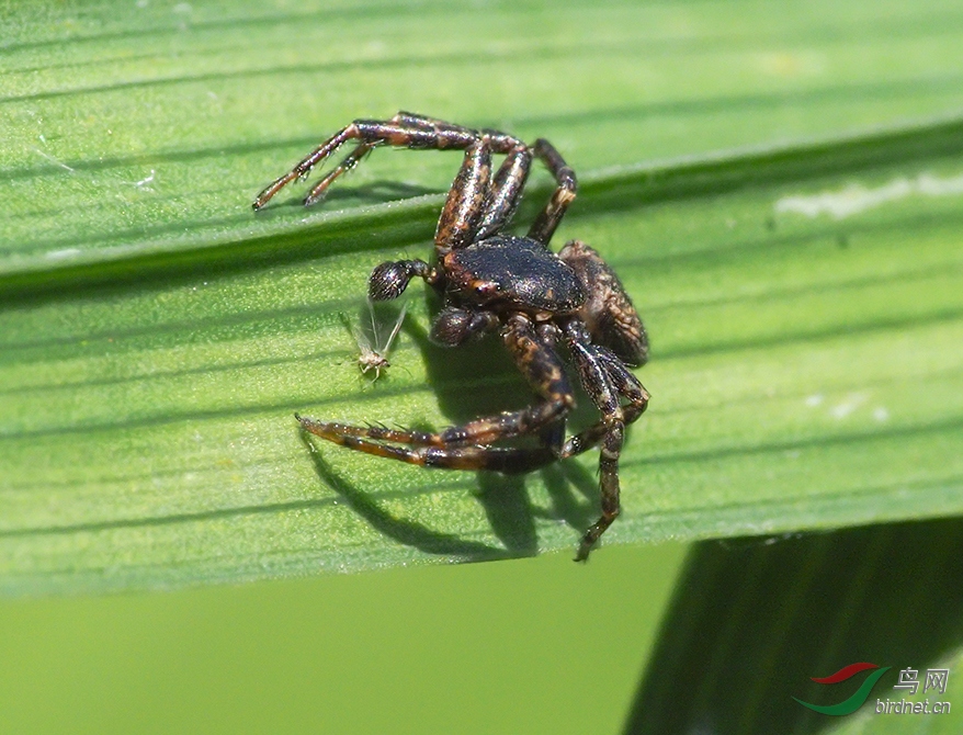 ����з���𣿽����ĵġ�