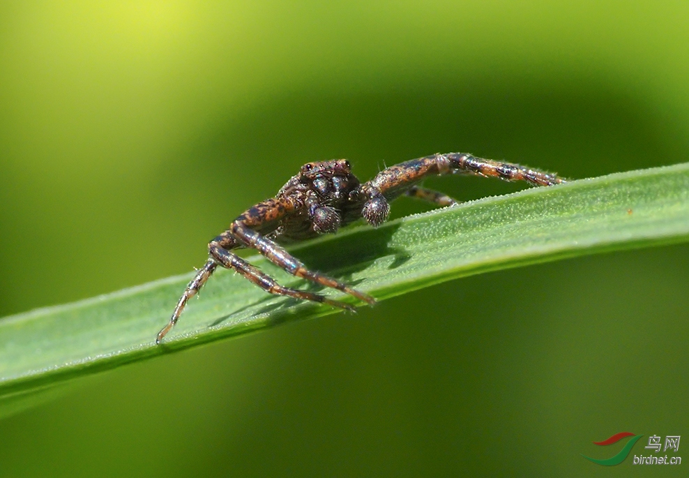 ����з���𣿽����ĵġ�