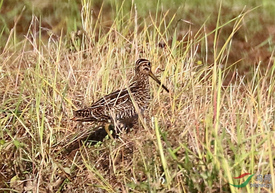 20200412EOS7DII134-1_����.jpg