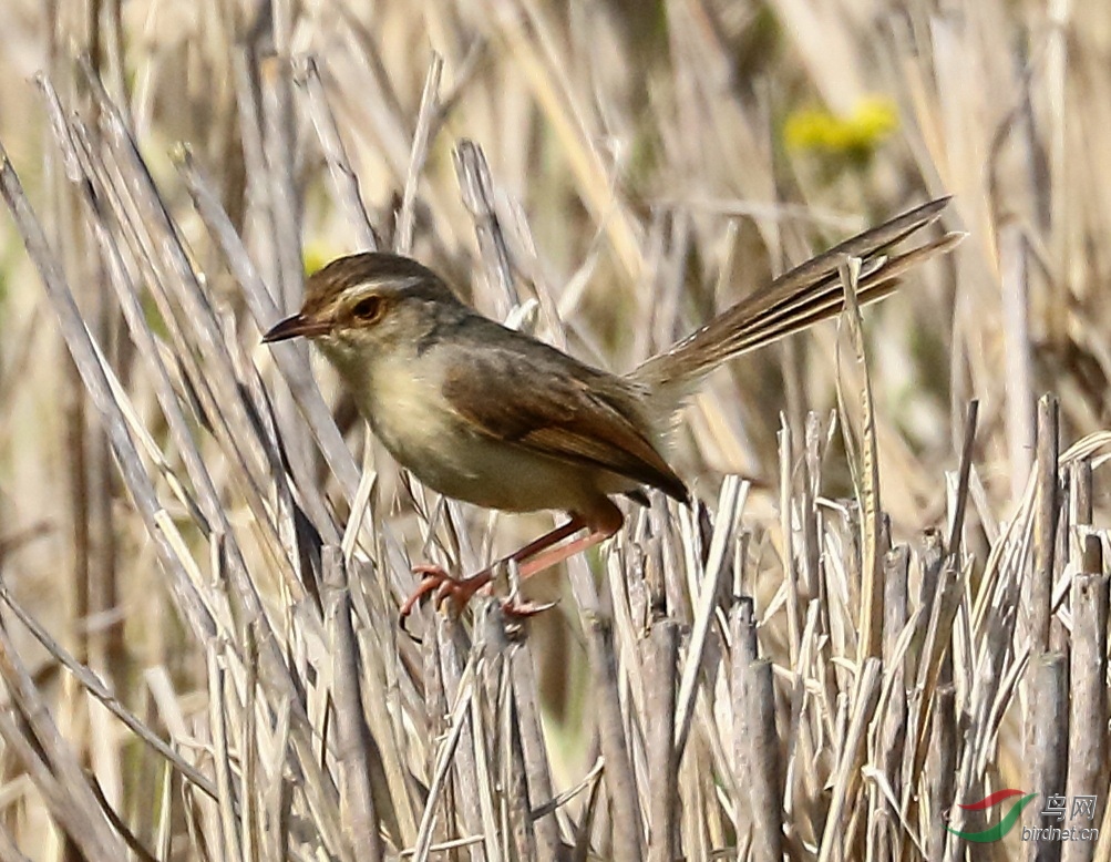 20200412EOS7DII026-1_����.jpg