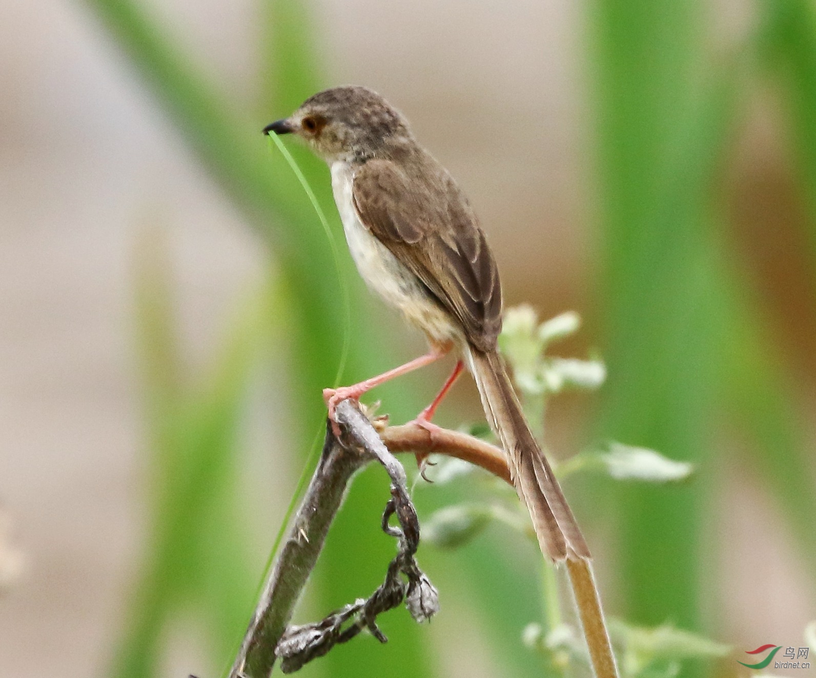 20200531EOS 7D Mark II2328-1_����.jpg