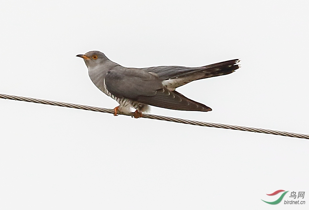 20200510EOS 7D Mark II1428-1_����.jpg