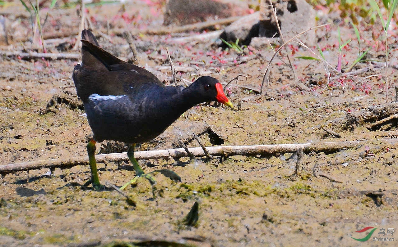 DSC_7080.JPG