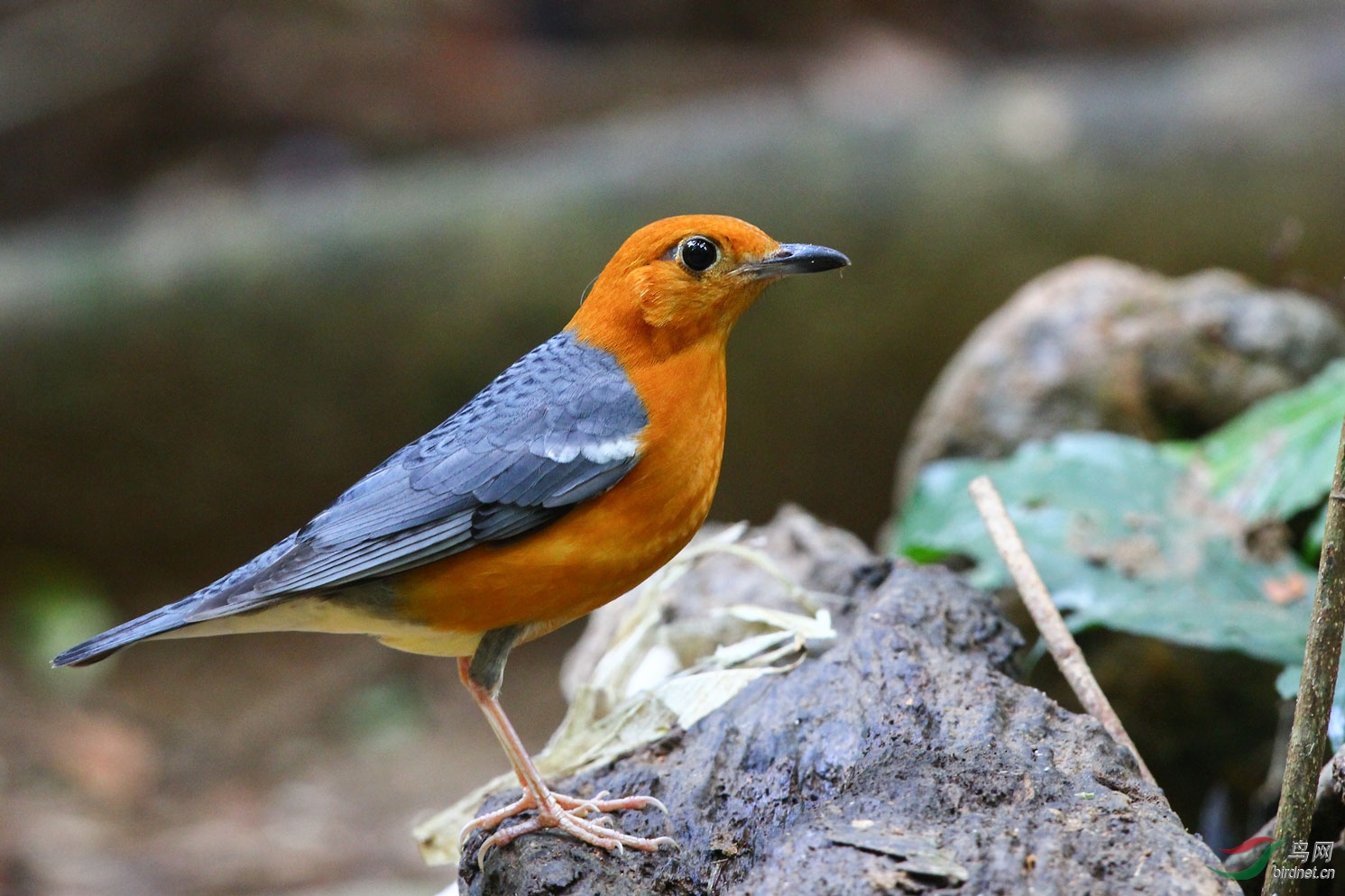 橙头地鸫