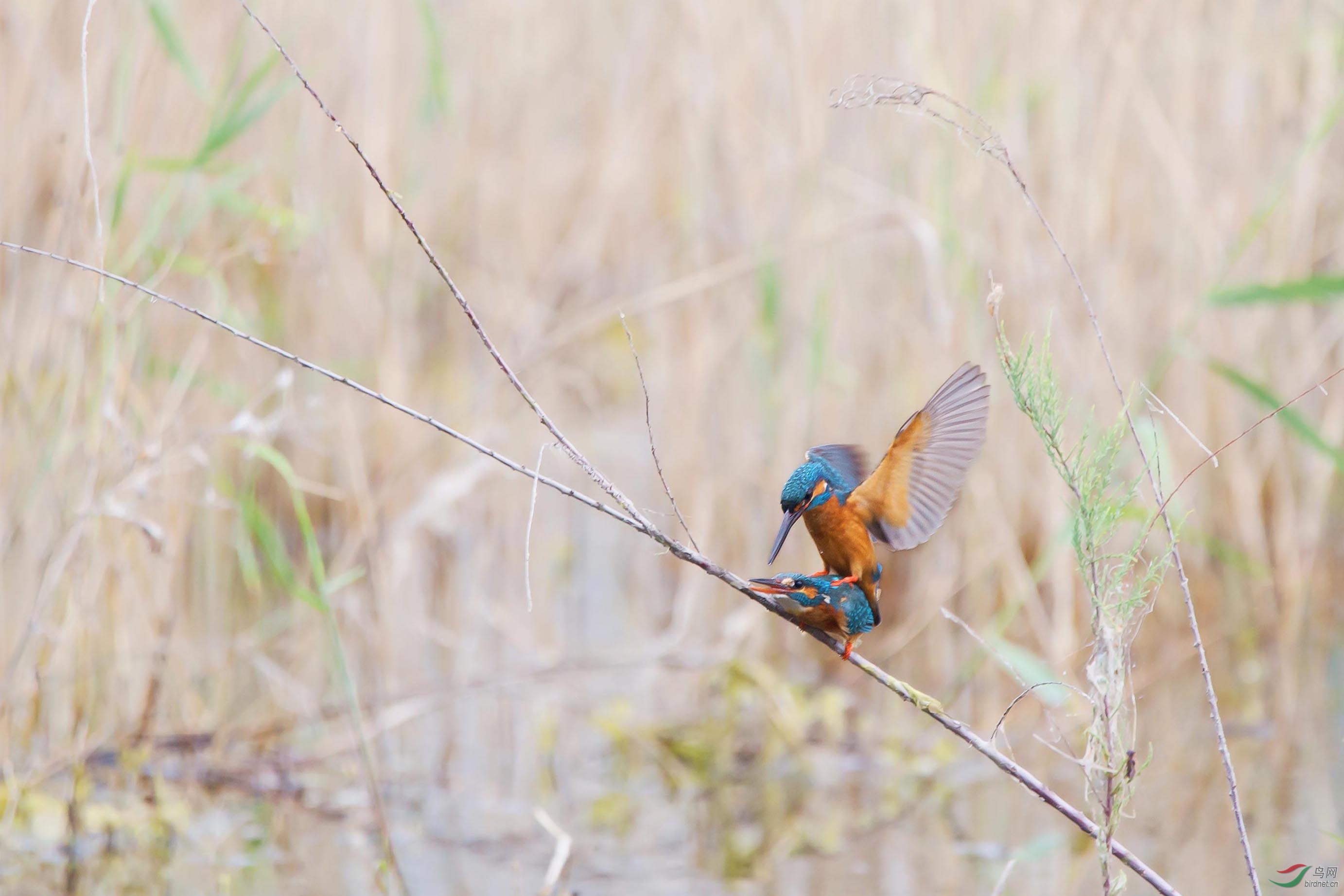 IMG_7631-3С (2).jpg