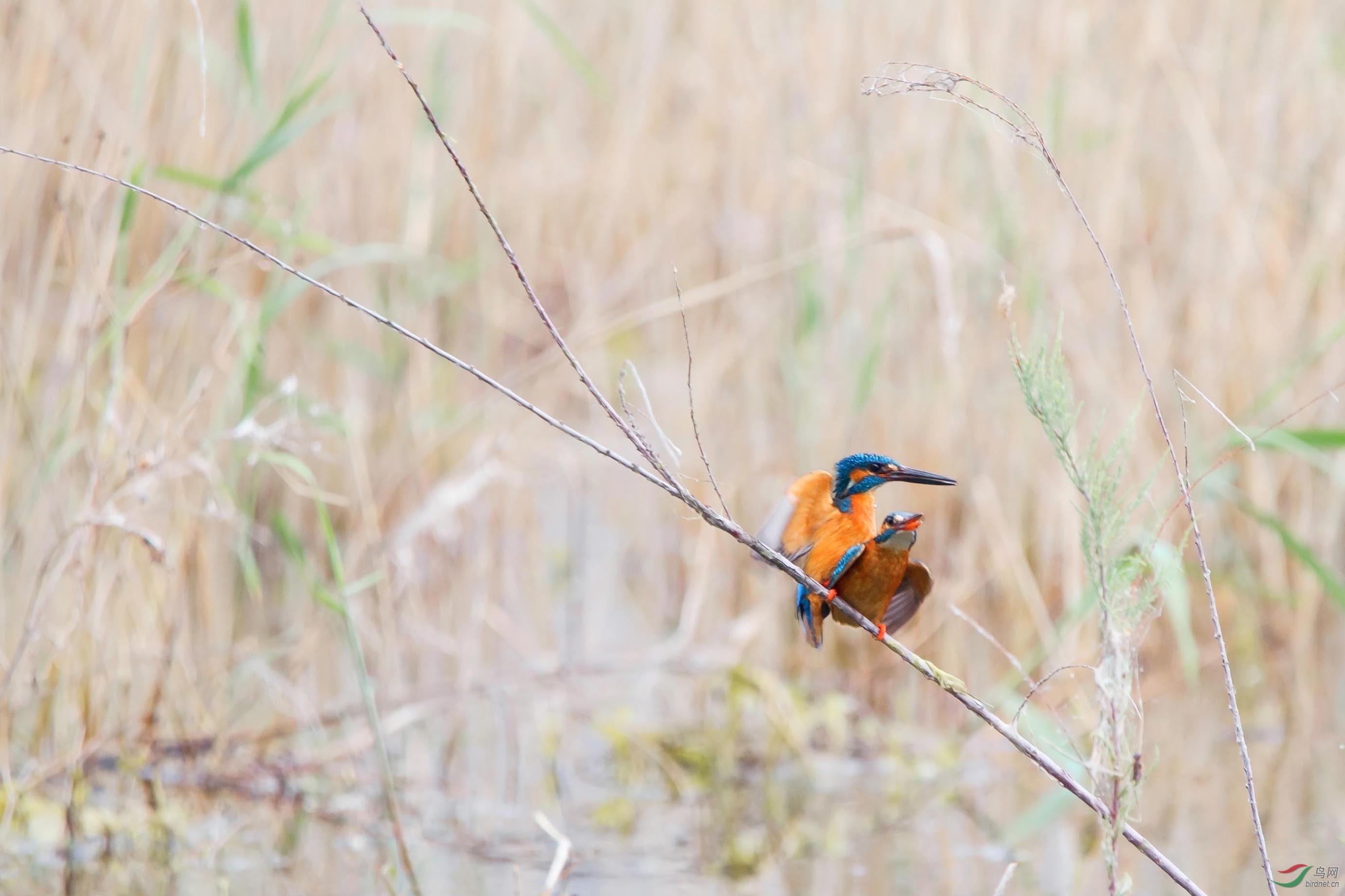 IMG_7636-3С (2).jpg