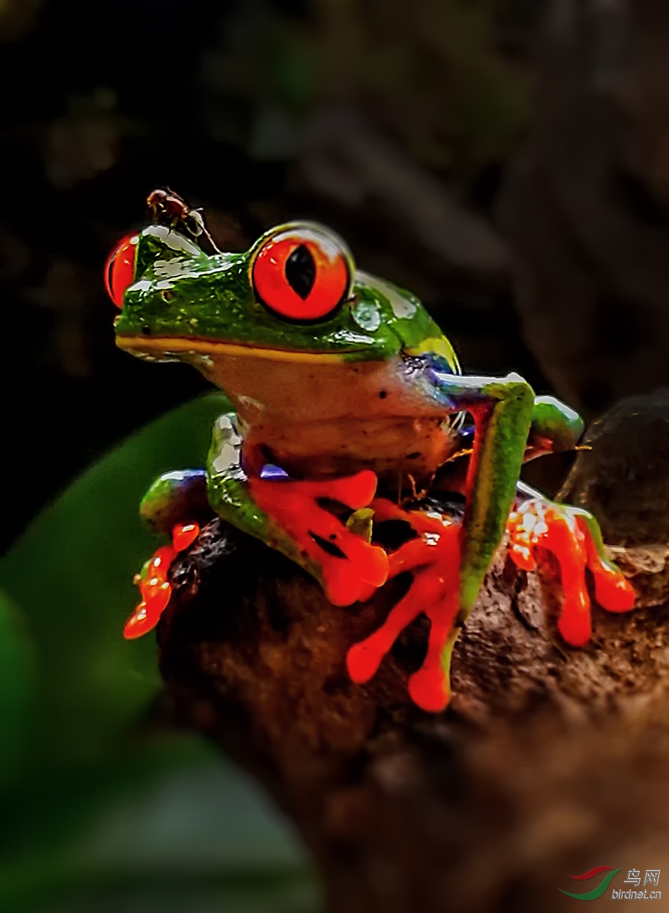 红眼雨蛙