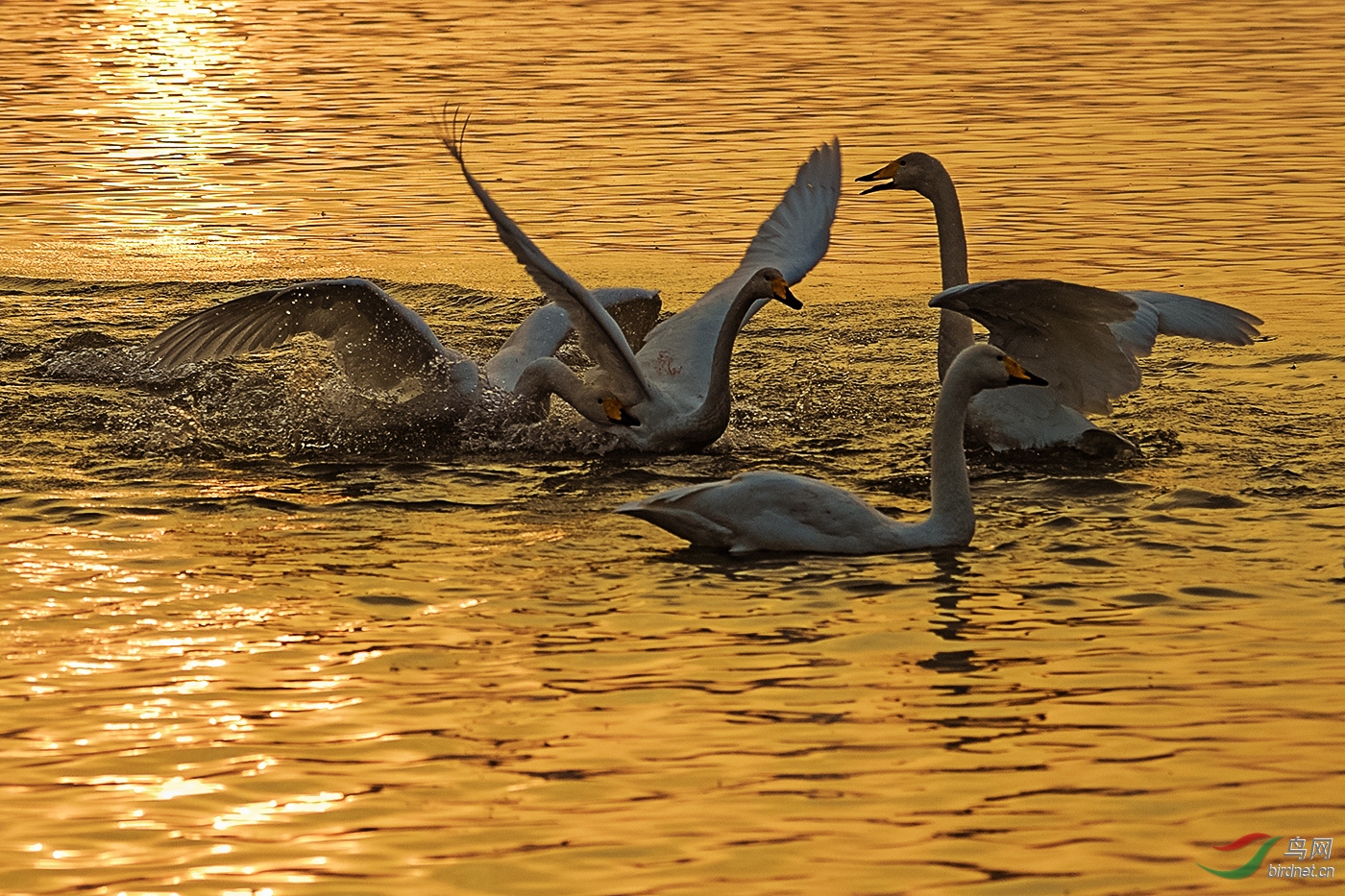 DSC_0012_23068a.jpg