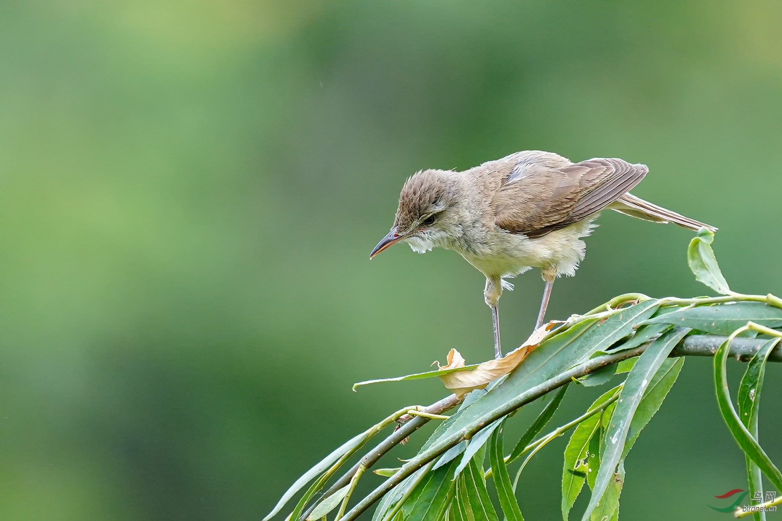 DSC03189-10.jpg