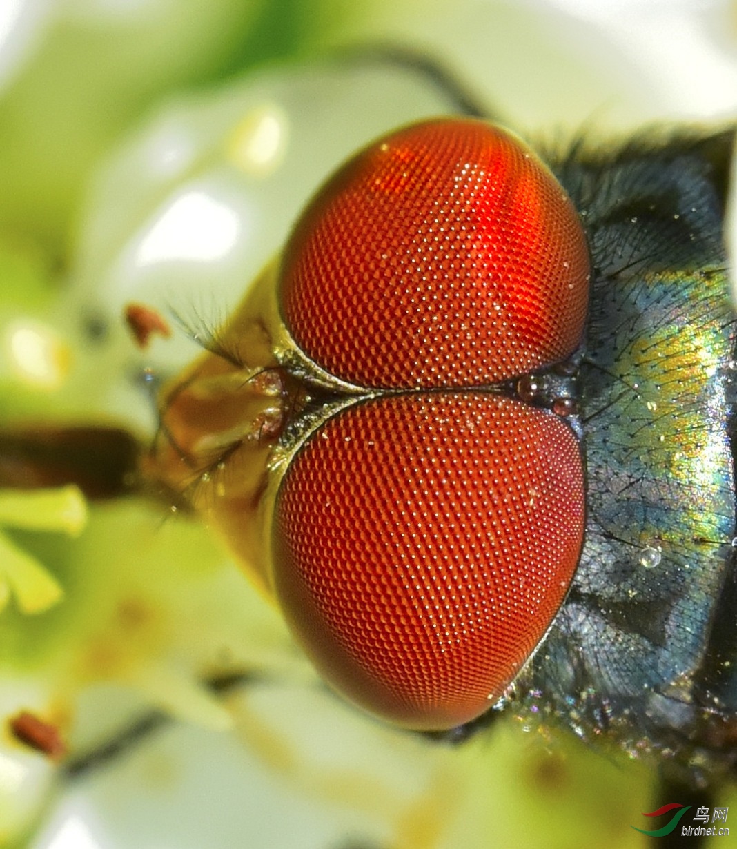 苍蝇的复眼