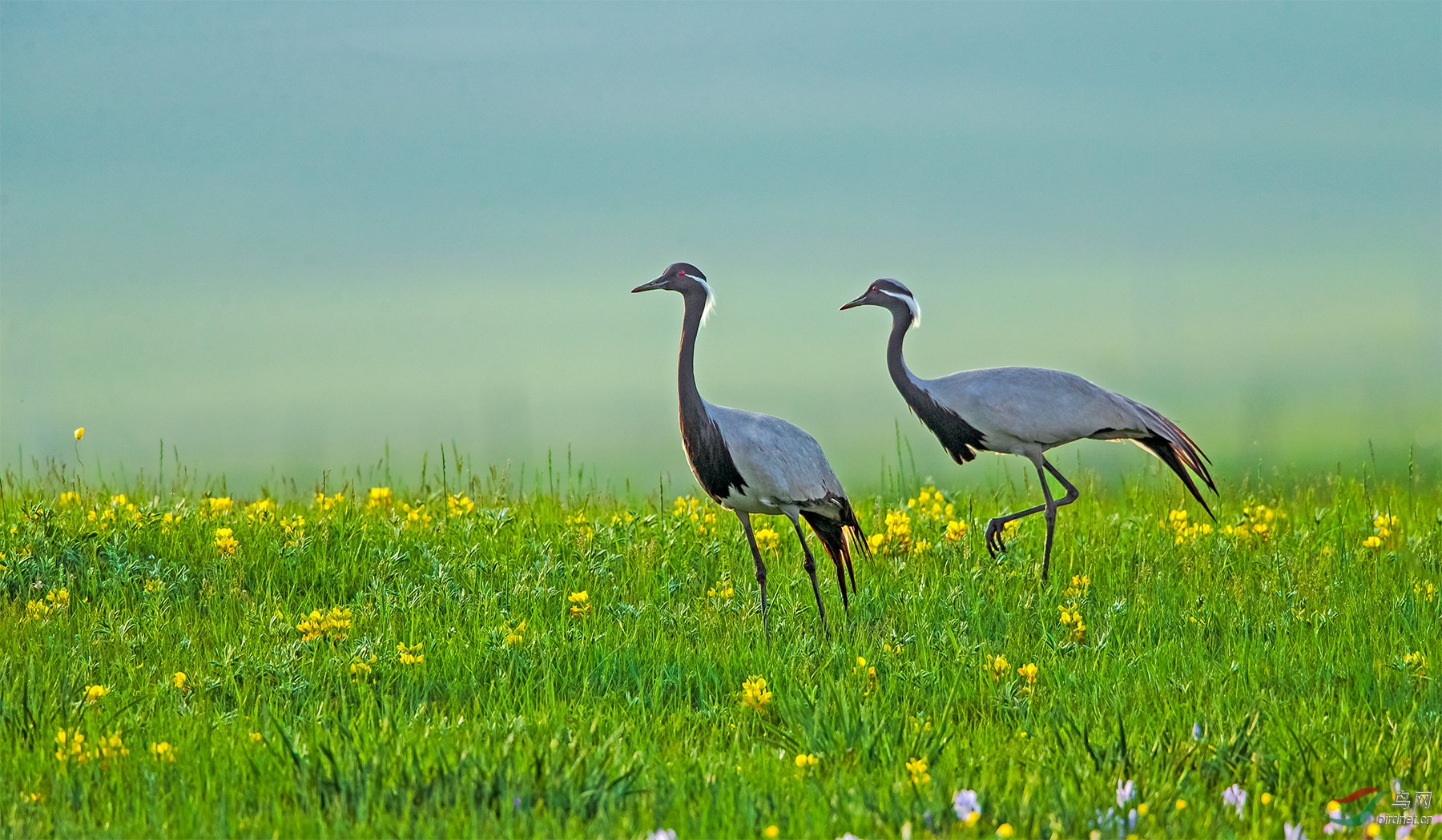草原漫步【恭贺老师佳作荣获鸟类精华】