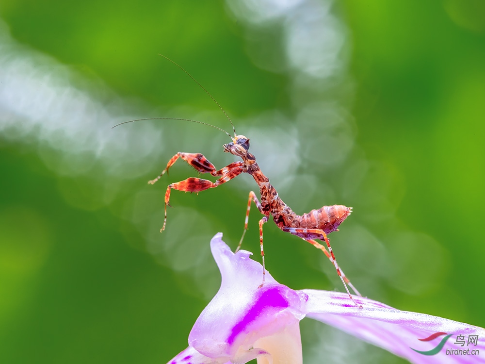 裙子姬螳贺获首页精华