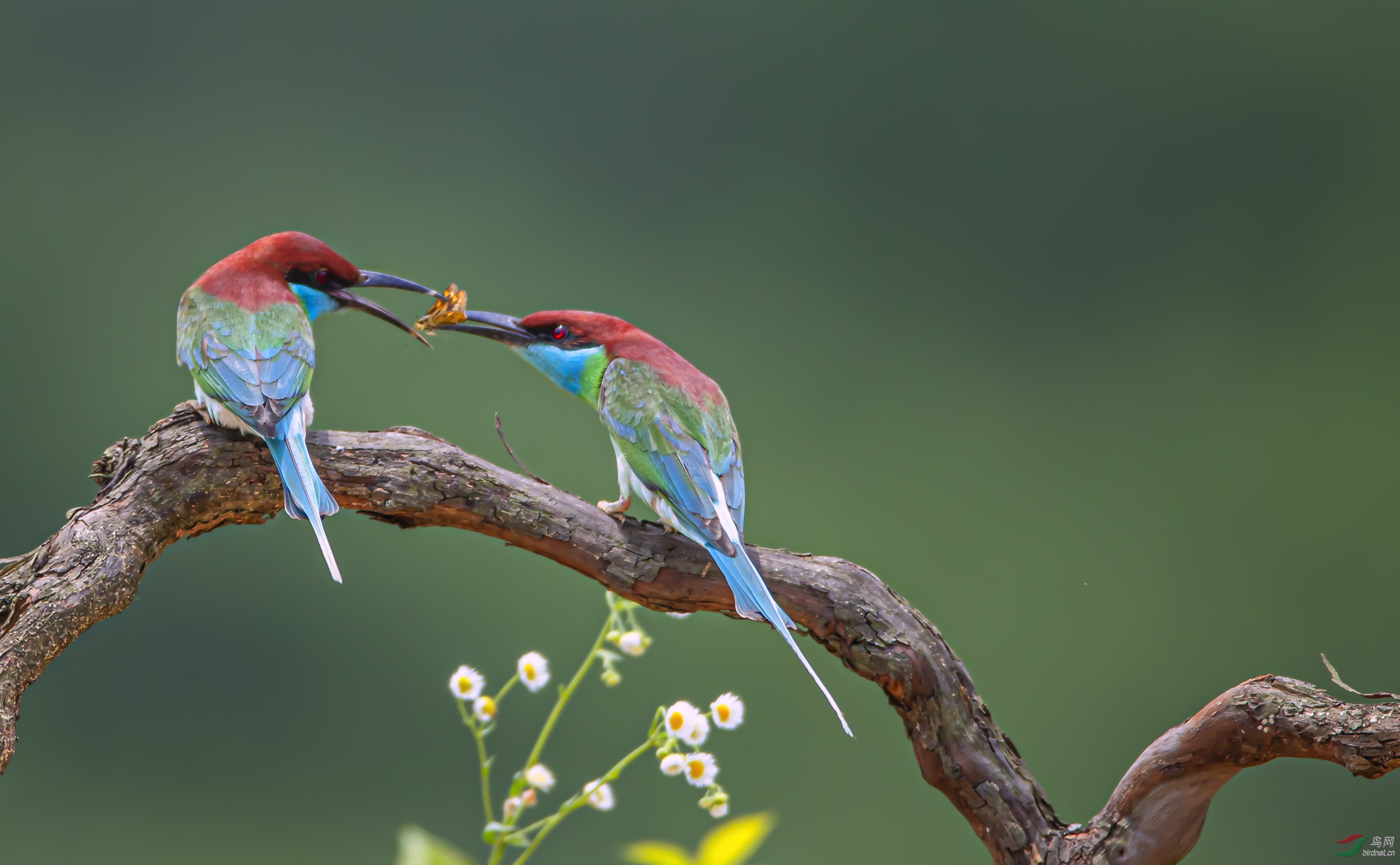 早安中国鸟网宁夏版